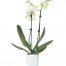 Orchidée Phalaenopsis blanche 60 cm 2 tiges avec cache-pot