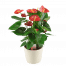 Anthurium rouge en pot