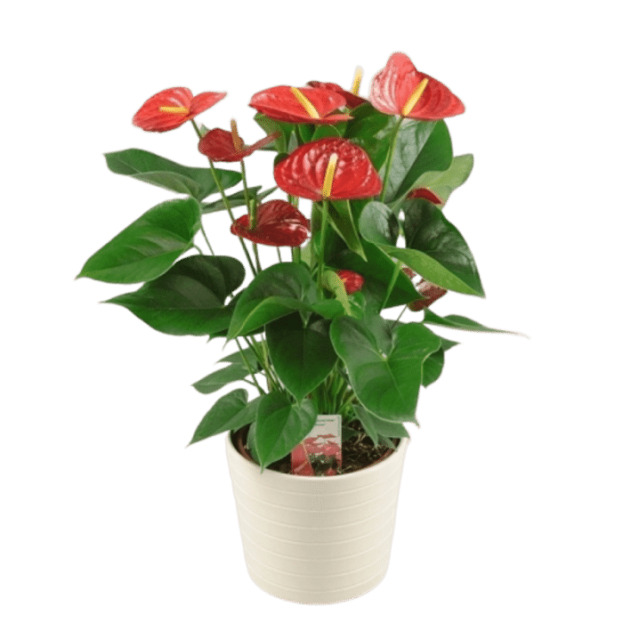 Anthurium rouge en pot