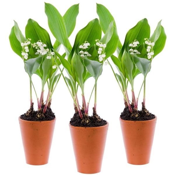 Muguet pot par 3