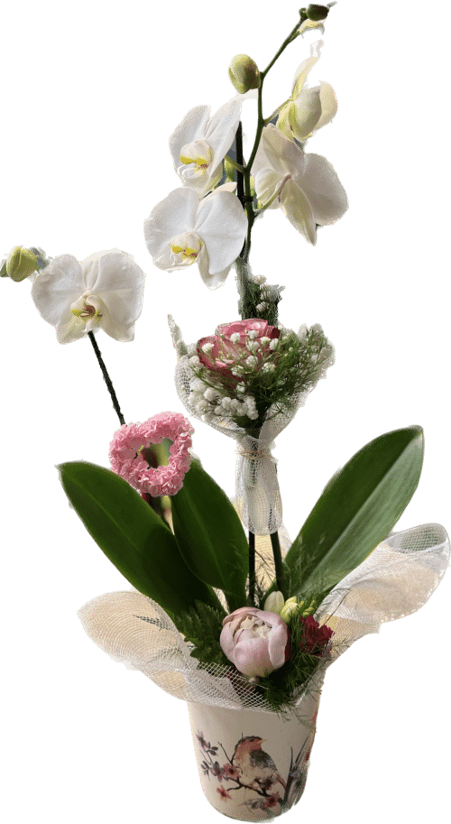 Orchidée décorée spécial Fête des mamans