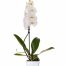 Orchidée Phalaenopsis blanche 1 mètre avec cache-pot